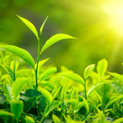 천연 허브 추출물